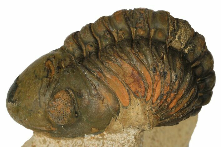 Bargain, Reedops Trilobite - Foum Zguid, Morocco #179200